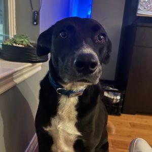 Meet your Posher, Hunter